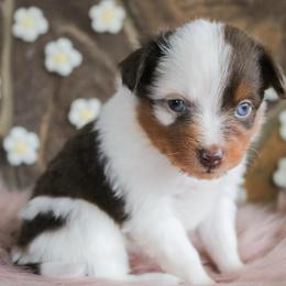 Summit - Red merle male Miniature Australian Shepherd puppy in Melbourne, Florida from True Spirited Aussies