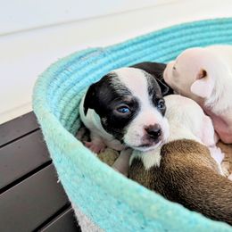 Chihuahua Puppies from Wilds Farms