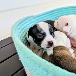 Chihuahua Puppies from Wilds Farms