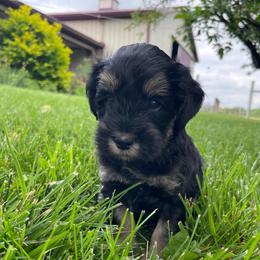 Anchor - Black and tan male Schnoodle puppy in Lathrop, Missouri from RR Schnoodles