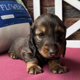 Male 1 - Red Dachshund puppy in Gilbert, South Carolina from Gena’s Dachshunds