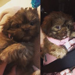Shih Tzu Puppies from Savage Elegance Texas