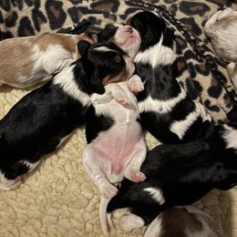 Cavalier King Charles Spaniel and Labrador Retriever Puppies from This & That Ranch