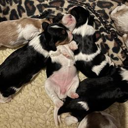 Cavalier King Charles Spaniel and Labrador Retriever Puppies from This & That Ranch
