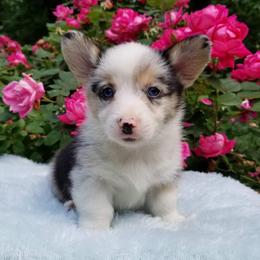 American Corgi and Pembroke Welsh Corgi Puppies from Whimsical Treasure Corgis