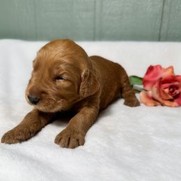 Cherry - Red  female Goldendoodle puppy in Osage City, Kansas from Golden Ridge Goldens