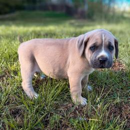 Red Collar - Gray and fawn male Cane Corso puppy in Catawba, North Carolina from Catawba Cane Corso