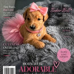 Pink collar - Cream female Goldendoodle puppy in Aurora, Illinois from Chicago Goldendoodles