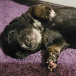 Australian Shepherd Puppies from Summit Australian Shepherds