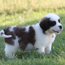 Boy 4 - male Saint Bernard puppy in Green Forest, Arkansas from Horseshoe Drive Kennel