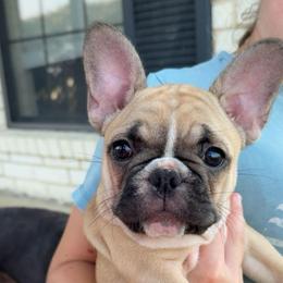 Mini - Fawn and white female French Bulldog puppy in Oakwood, Texas from Misfit Ranch Bulldogs