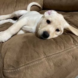 Labrador Retriever Puppies from Loving Loyal Labs
