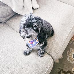 Gemma - Cockapoo