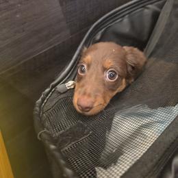 Dachshund Puppies from Shelby Stewart