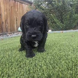 Raven Brown - Black female Labradoodle puppy in Commerce City, Colorado from Playful Paws Labradoodles