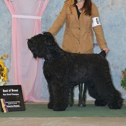 Black Russian Terriers from Starry Night Black Russian Terriers