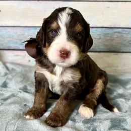 Brown Boy - Brown male Bernedoodle puppy in The Woodlands, Texas from Gracie's Goldendoodles and Bernedoodles of The Woodlands
