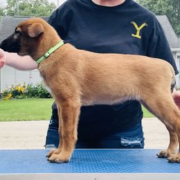 Belgian Malinois Puppies from Pyrex Kennels