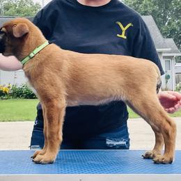 Belgian Malinois Puppies from Pyrex Kennels