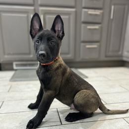 Orange Collar - Black sable male Belgian Malinois puppy in Muskegon, Michigan from Red Acres Working Line K9s