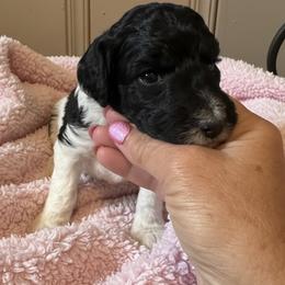 Baby - Parti female Poodle puppy in Washington, Pennsylvania from Patriotic Poodles