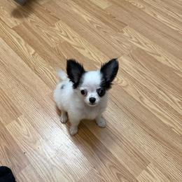 Chase - Black and white male Chihuahua puppy in Laurel, Mississippi from Home of Tiny Chihuahuas
