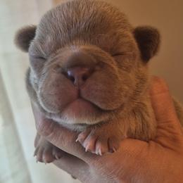 Venita - Blue female French Bulldog puppy in Salina, Kansas from Peace Love frenchies