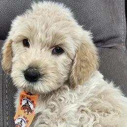 Cockapoos and Goldendoodles from Meghan McKay
