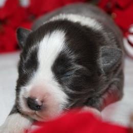 Cuddles - Dilute blue female Australian Shepherd puppy in Ingram, Texas from Rocky Mountain Aussies