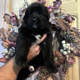 Midnight (3rd pick black male) - Black male German Shepherd puppy in Watervliet, Michigan from M&M Shepherd Farms