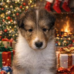 Rudolph - Sable and white male Collie puppy in Carencro, Louisiana from Cajun Bayou's Collies LLC