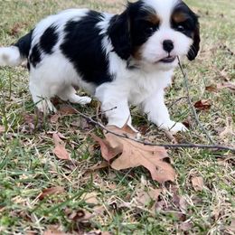 Cavalier King Charles Spaniel Puppies from Southern Valley Cavaliers