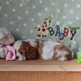 Piccalilli - Blenheim female Cavalier King Charles Spaniel puppy in Winthrop, New York from McMahon's Cavalier King Charles Spaniels