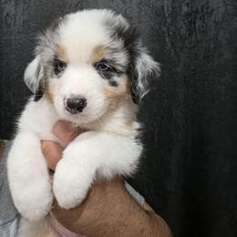 Blue Merle Boy - Blue merle male Australian Shepherd puppy in Turlock, California from Cherangani Hills Australian Shepherds