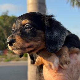 Gracie-piebald-AKC - Piebald female Dachshund puppy in Largo, Florida from DeJohn