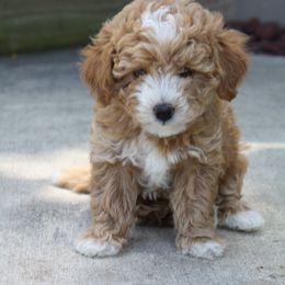 Goldendoodle Puppies from Delaryedoodles