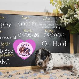 Poppy - Dapple female Dachshund puppy in Hoquiam, Washington from Heyd's Mini Dachshunds