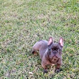 French Bulldog Puppies from Charles Frenchies