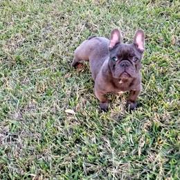 French Bulldog Puppies from Charles Frenchies