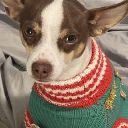 Chihuahuas and Poodles from Divine K9s LLC