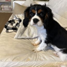 Cavalier King Charles Spaniel puppies from CreekSong Farm Companions