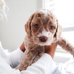 Saddle Club - Cream male Goldendoodle puppy in Savannah, Georgia from Vino and Vespa Doodles