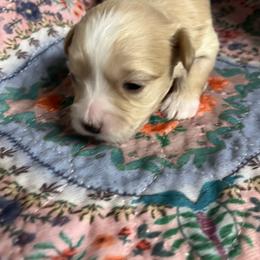 Boy 1 - Cream male Maltipoo puppy in Mooresville, North Carolina from Clearview Canines
