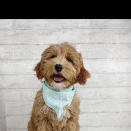 Aussiedoodle and Goldendoodle Puppies from Garside Doodles
