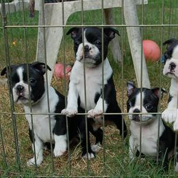 Boston Terrier Puppies from Oui Bostons