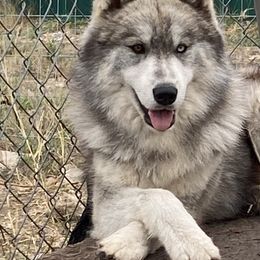 Siberian Huskies from Jaimes Siberian Huskies