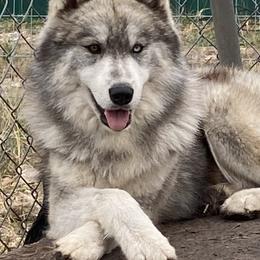 Siberian Huskies from Jaimes Siberian Huskies