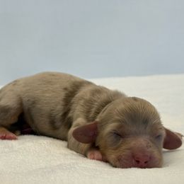 Starling (the star) - Dapple female Dachshund puppy in Sacramento, California from HEFFERNAN HOUNDS