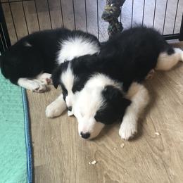 Border Collie Puppies from Cahill’s Canines