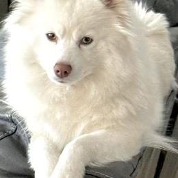 Pomsky puppies from Pomsky Acres